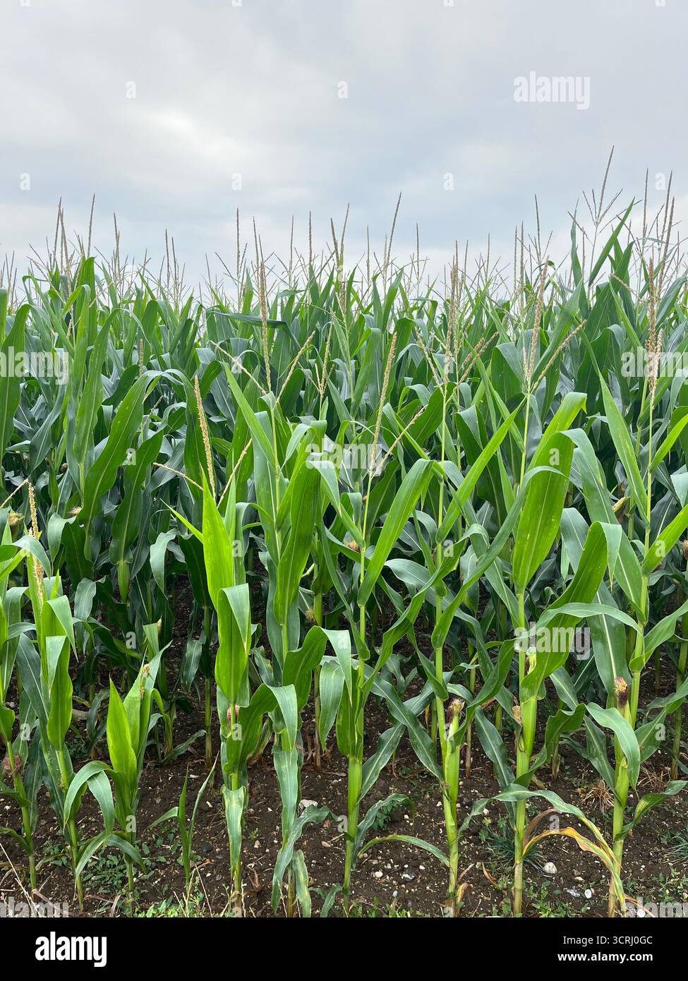 Cornfield in UK in Summer, July. Suffolk. - Smartphone Captured Stock Image