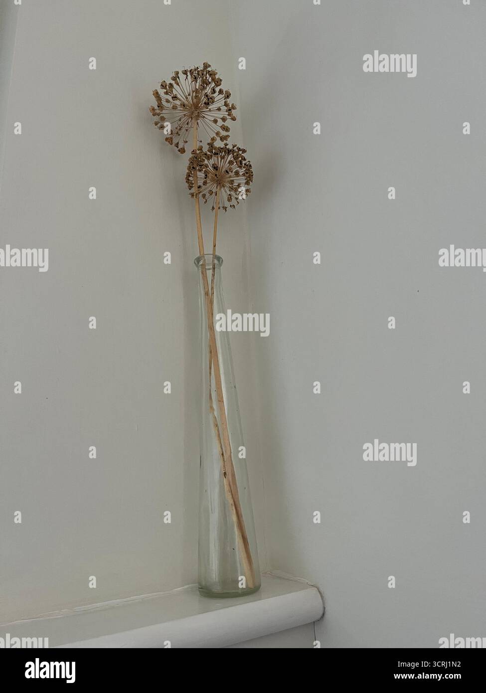 Minimalist Still Life of Dried Allium Seed Heads in a Clear Glass Vase - Smartphone Captured Stock Image