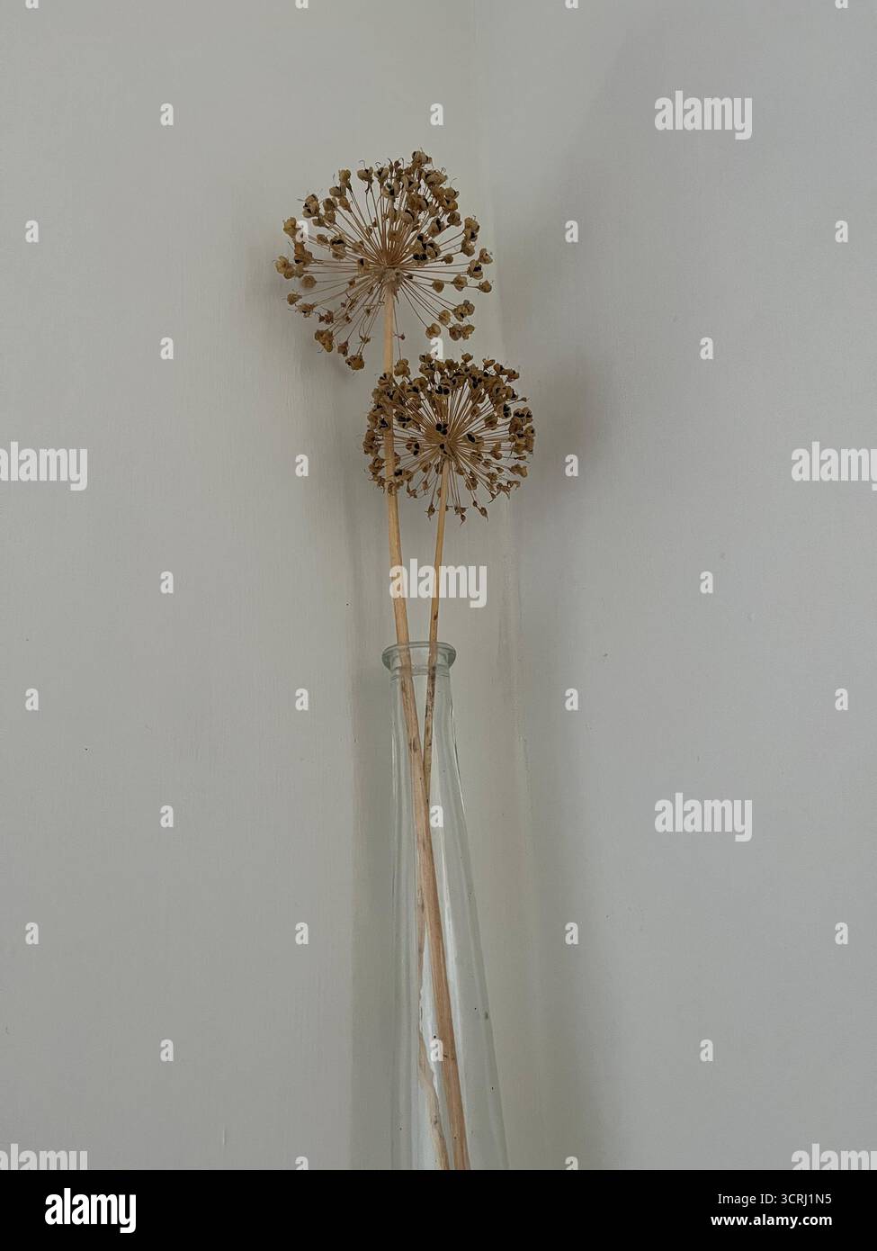 Minimalist Still Life of Dried Allium Seed Heads in a Clear Glass Vase - Smartphone Captured Stock Image