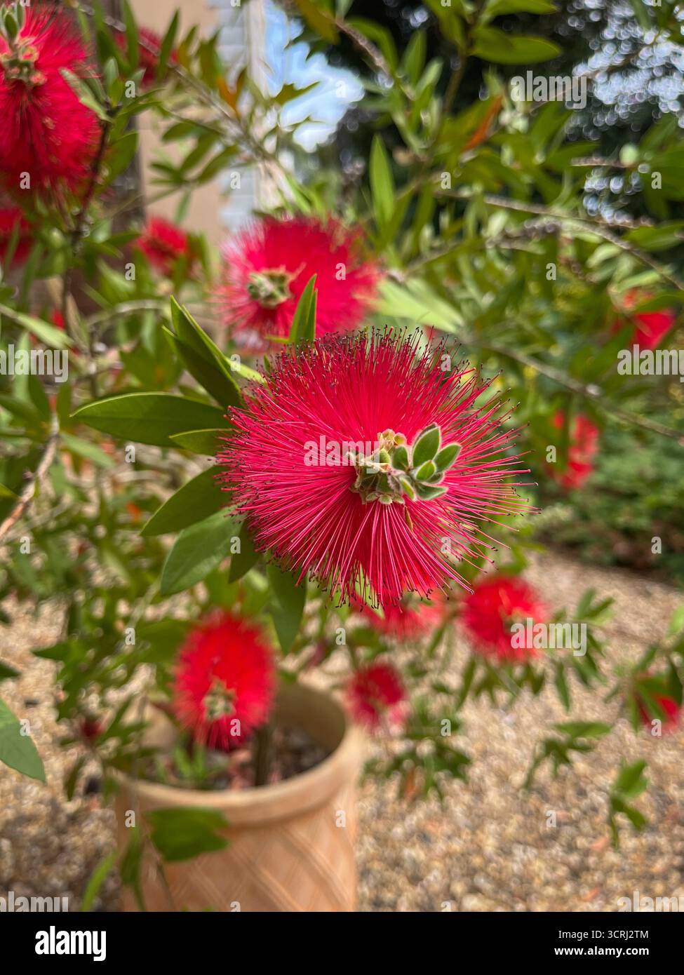 Violet wild flowers and red bricks wall in the background. - Smartphone Captured Stock Image