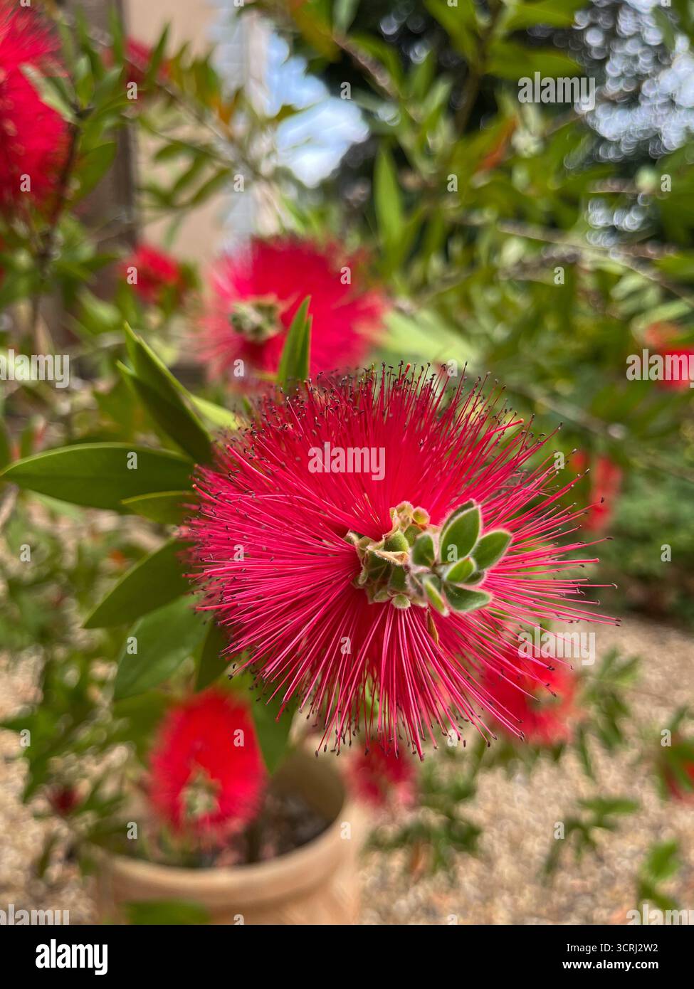 Violet wild flowers and red bricks wall in the background. - Smartphone Captured Stock Image