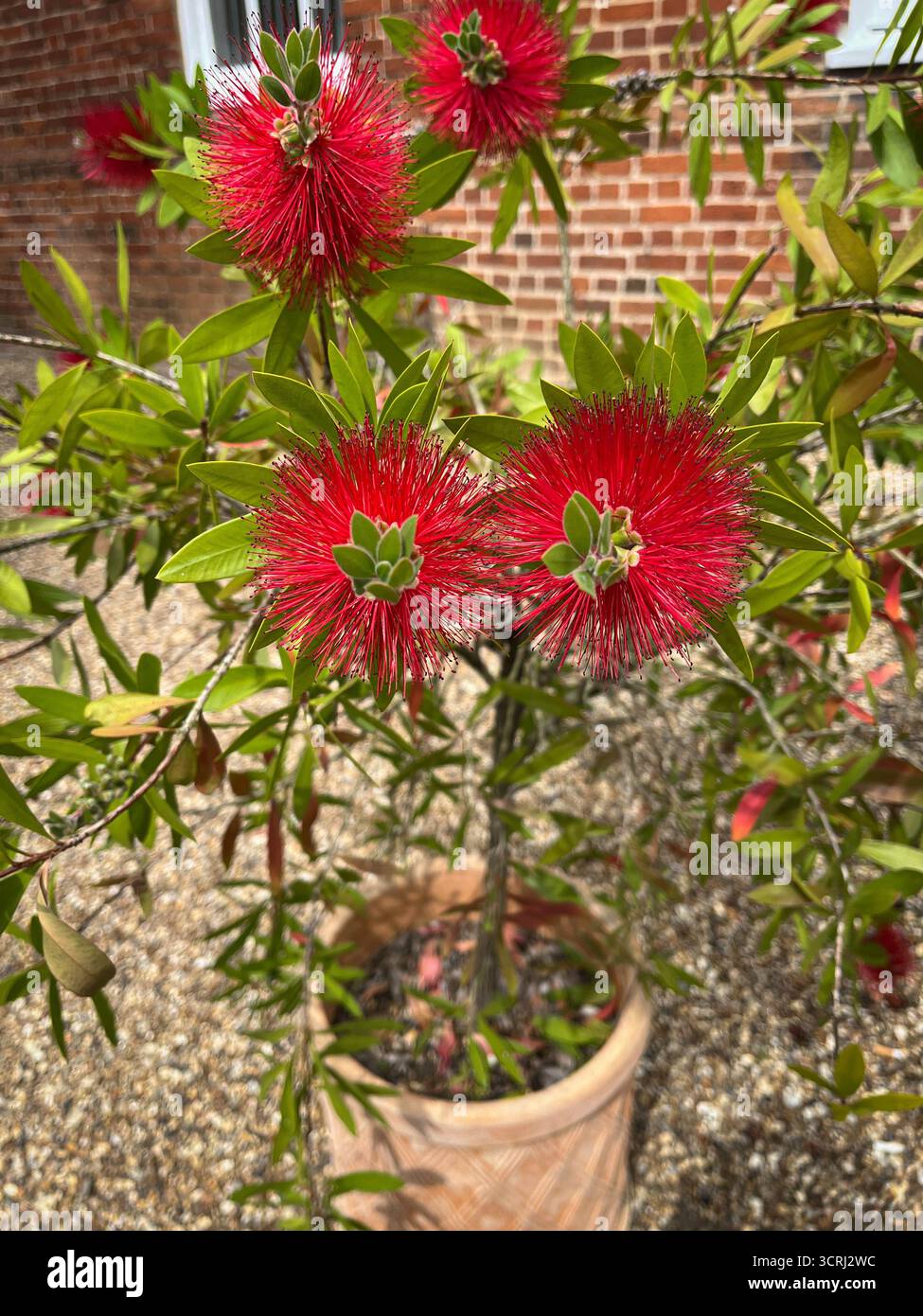 Violet wild flowers and red bricks wall in the background. - Smartphone Captured Stock Image