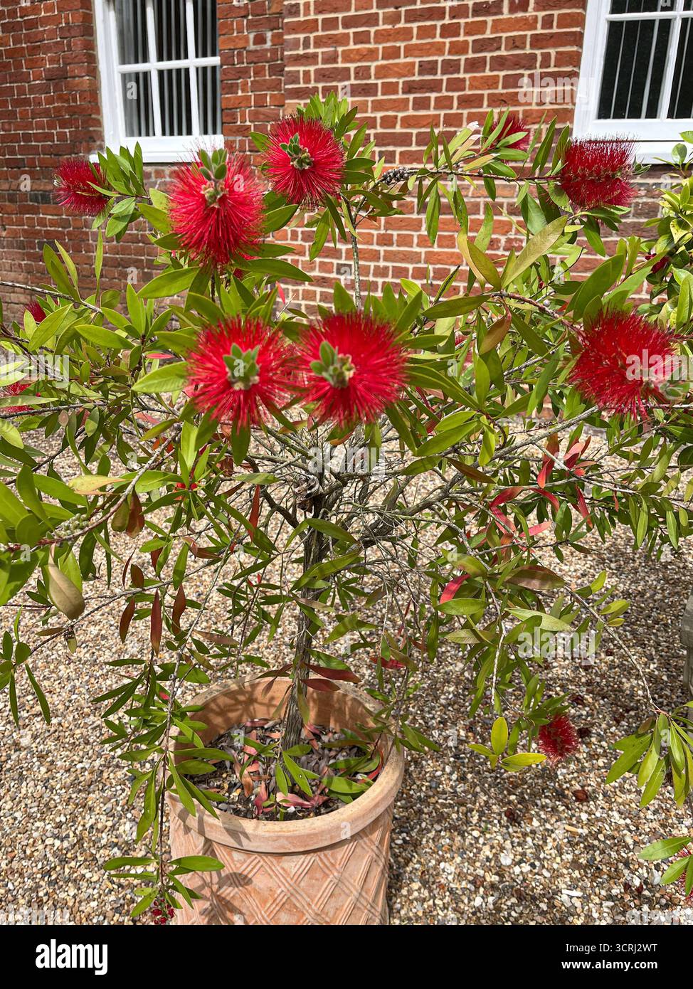 Violet wild flowers and red bricks wall in the background. - Smartphone Captured Stock Image