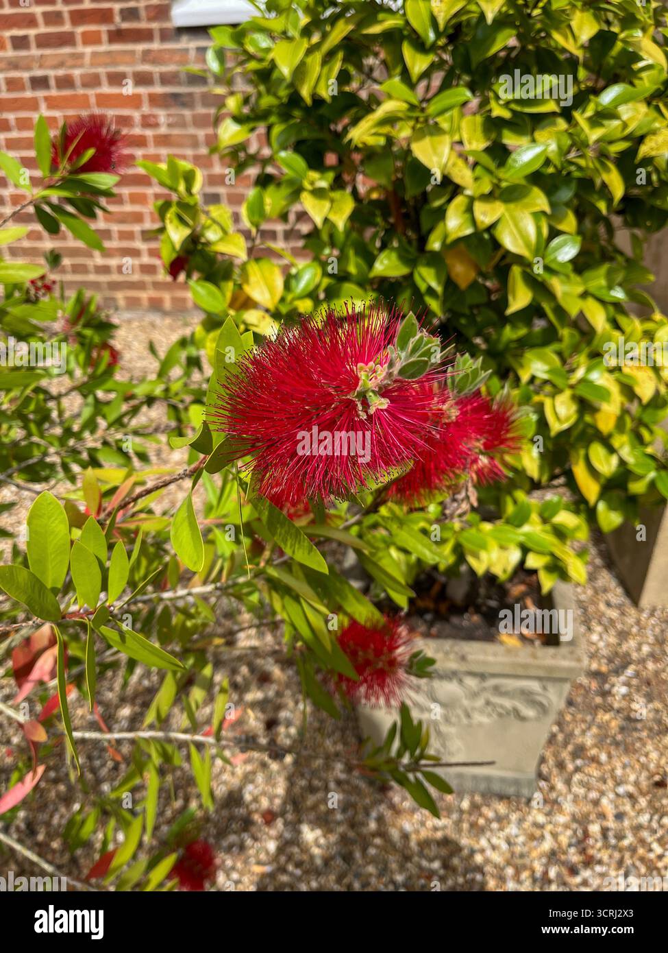 Violet wild flowers and red bricks wall in the background. - Smartphone Captured Stock Image