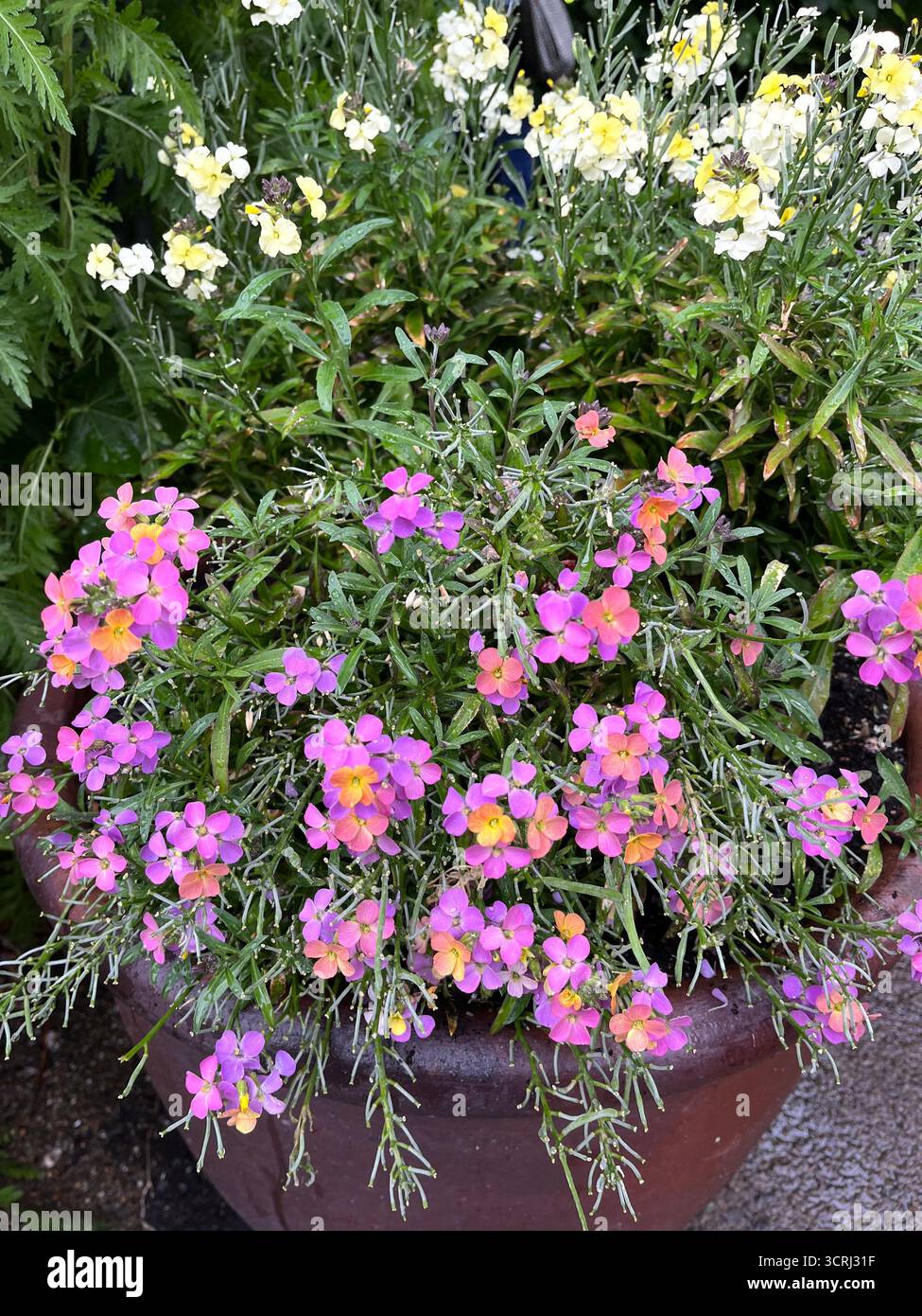 Erysimum purple and yellow colour in a pot in English garden. - Smartphone Captured Stock Image