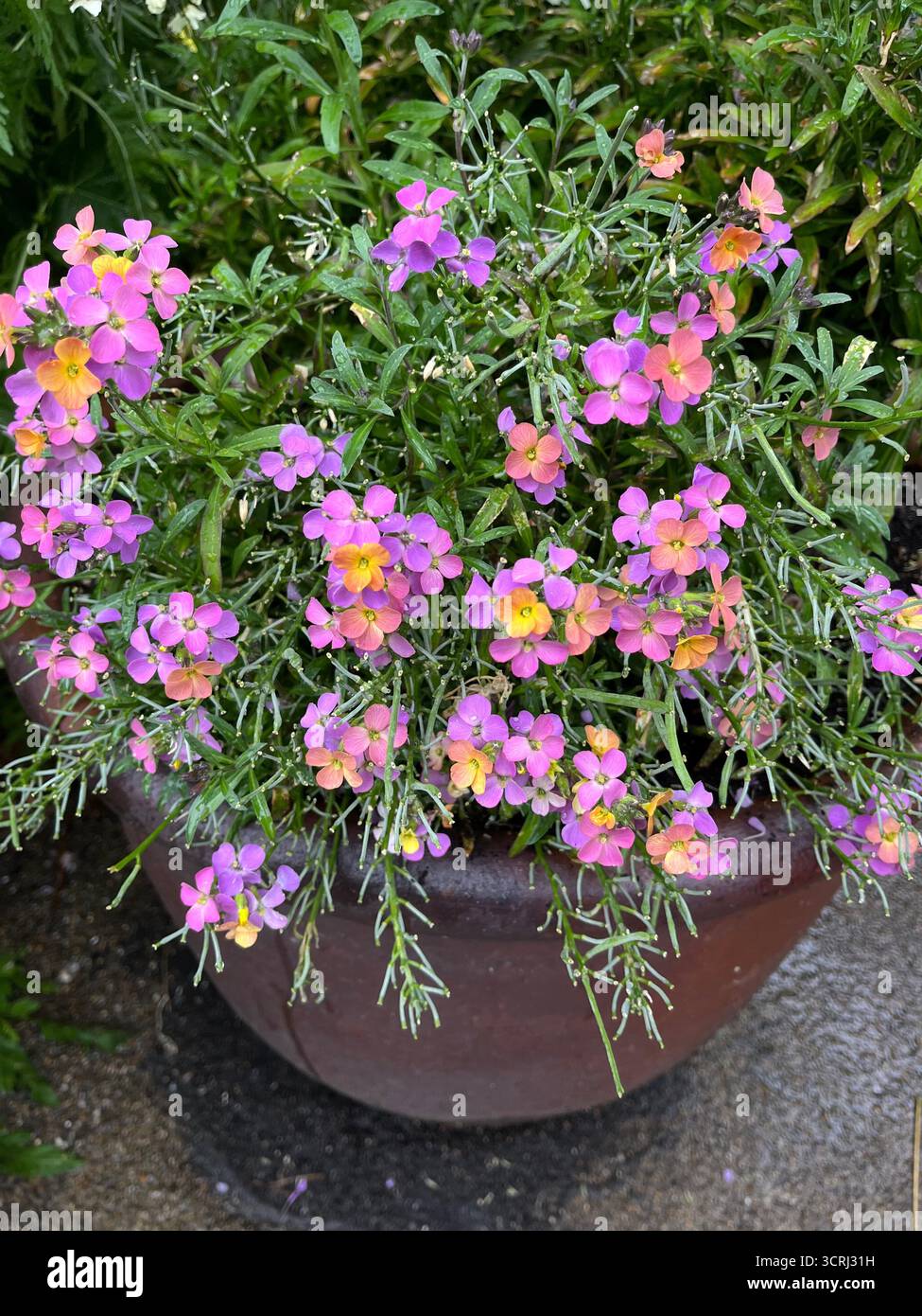 Erysimum purple and yellow colour in a pot in English garden. - Smartphone Captured Stock Image