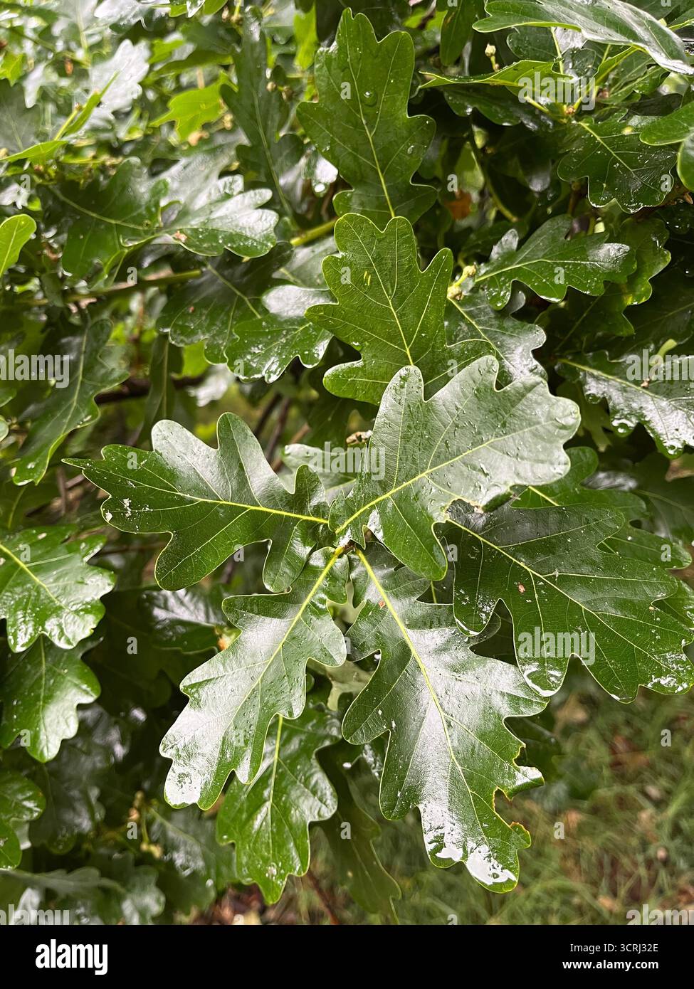 Green oak leaves in the park in spring - Smartphone Captured Stock Image