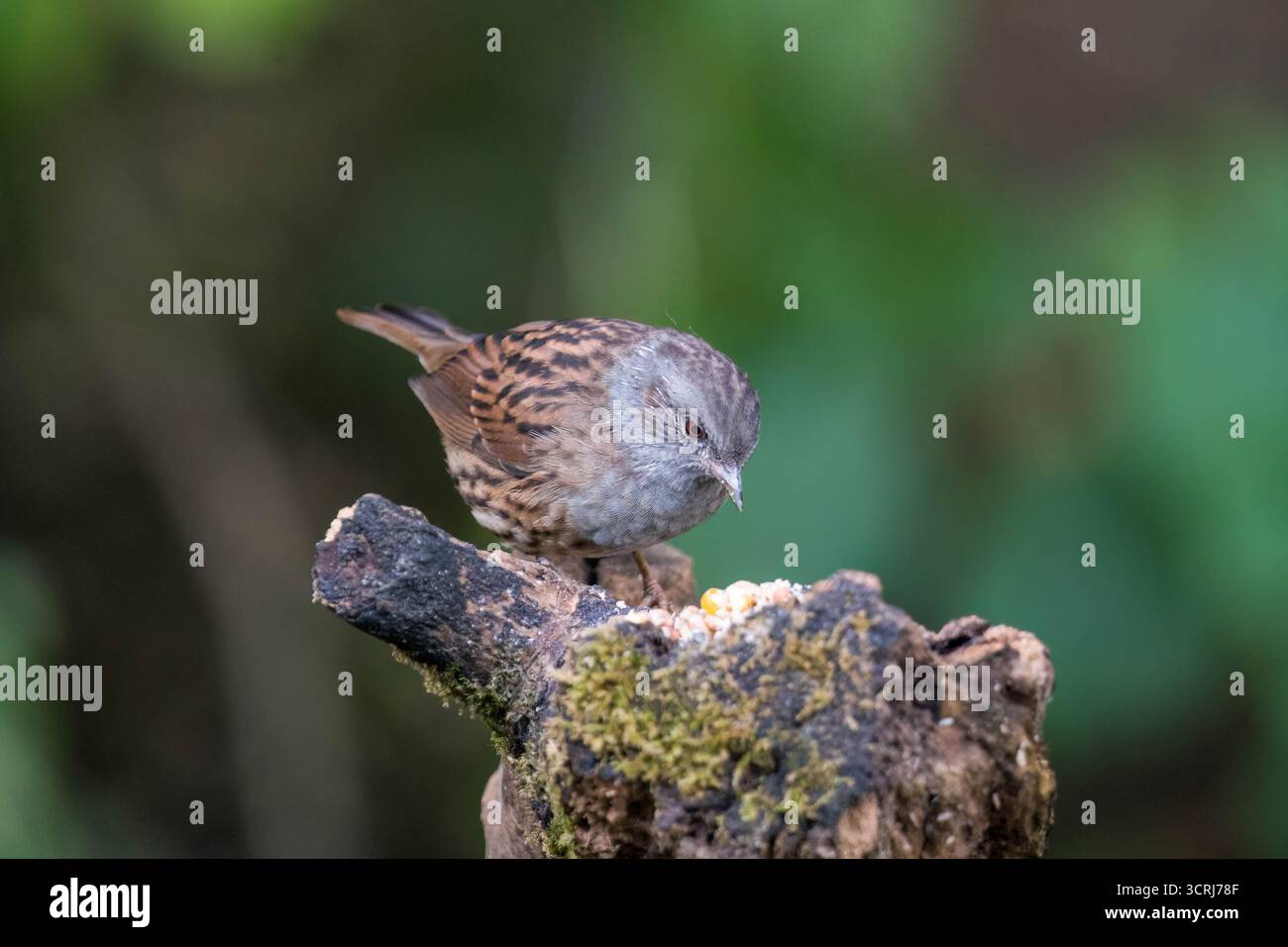 dunnock-prunella-modularis-feeding-on-seeds-at-feeding-station