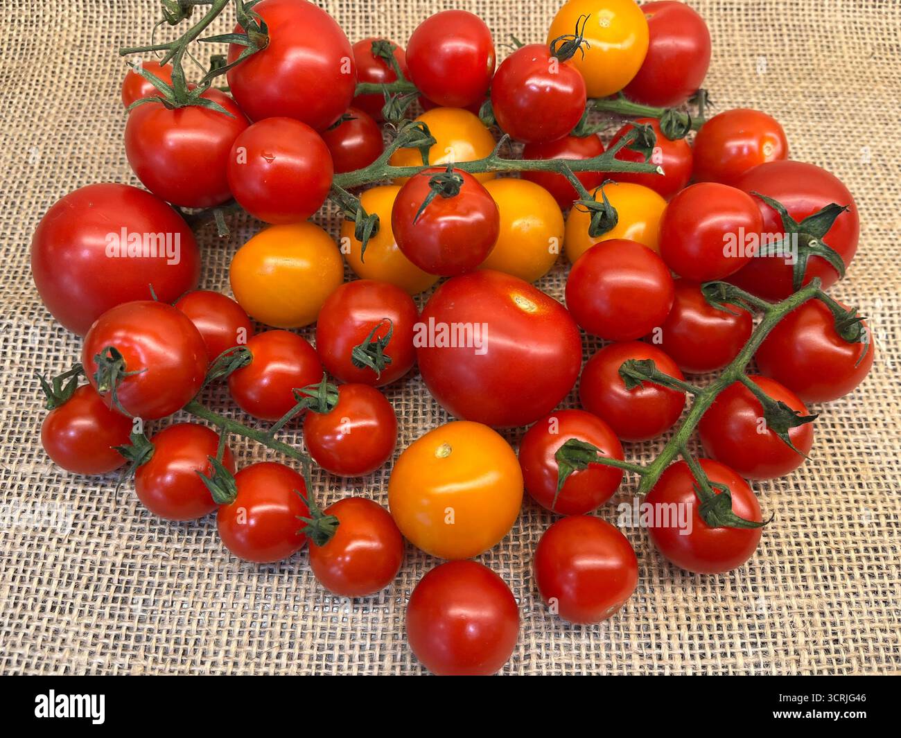 Cherry tomatoes yellow and red on branches sacking cloth - Smartphone Captured Stock Image