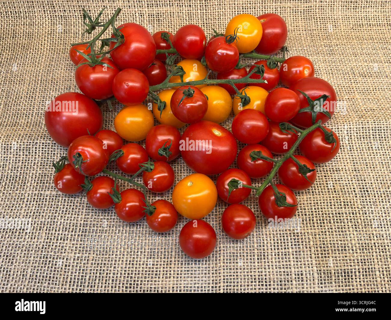 Cherry tomatoes yellow and red on branches sacking cloth - Smartphone Captured Stock Image