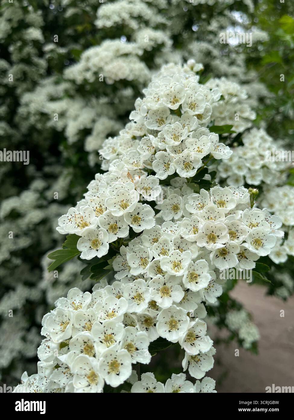 Crataegus monogyna (common hawthorn, single-seeded hawthorn) in blossom. - Smartphone Captured Stock Image