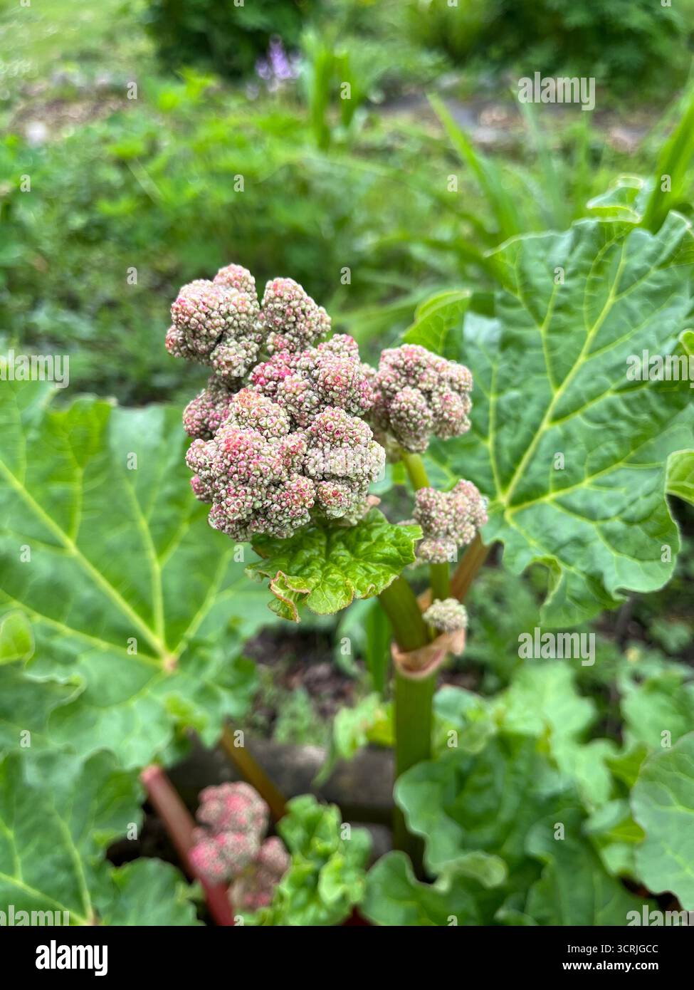 Rhubarb in bloom in spring in England - Smartphone Captured Stock Image