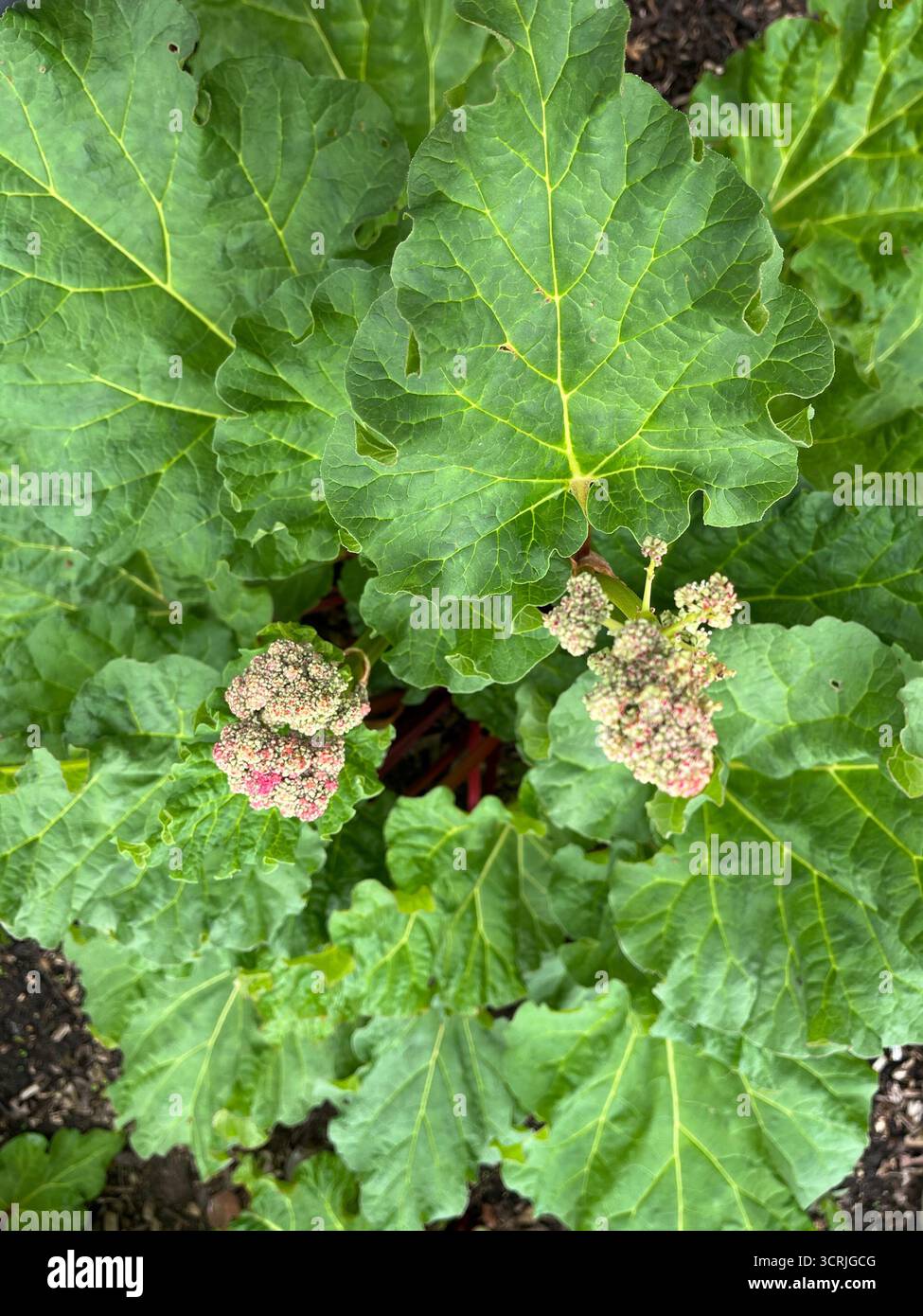 Rhubarb in bloom in spring in England - Smartphone Captured Stock Image