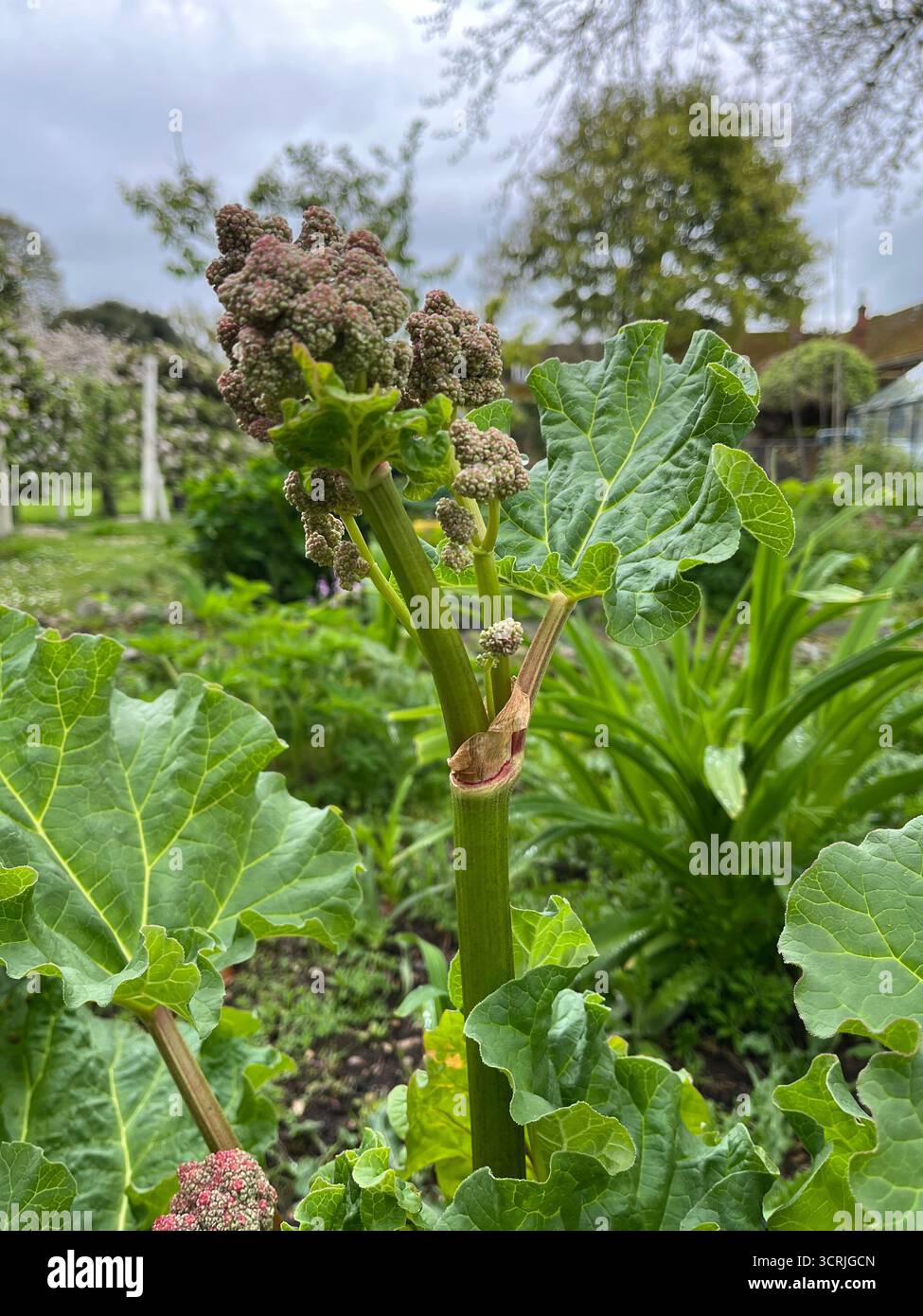 Rhubarb in bloom in spring in England - Smartphone Captured Stock Image