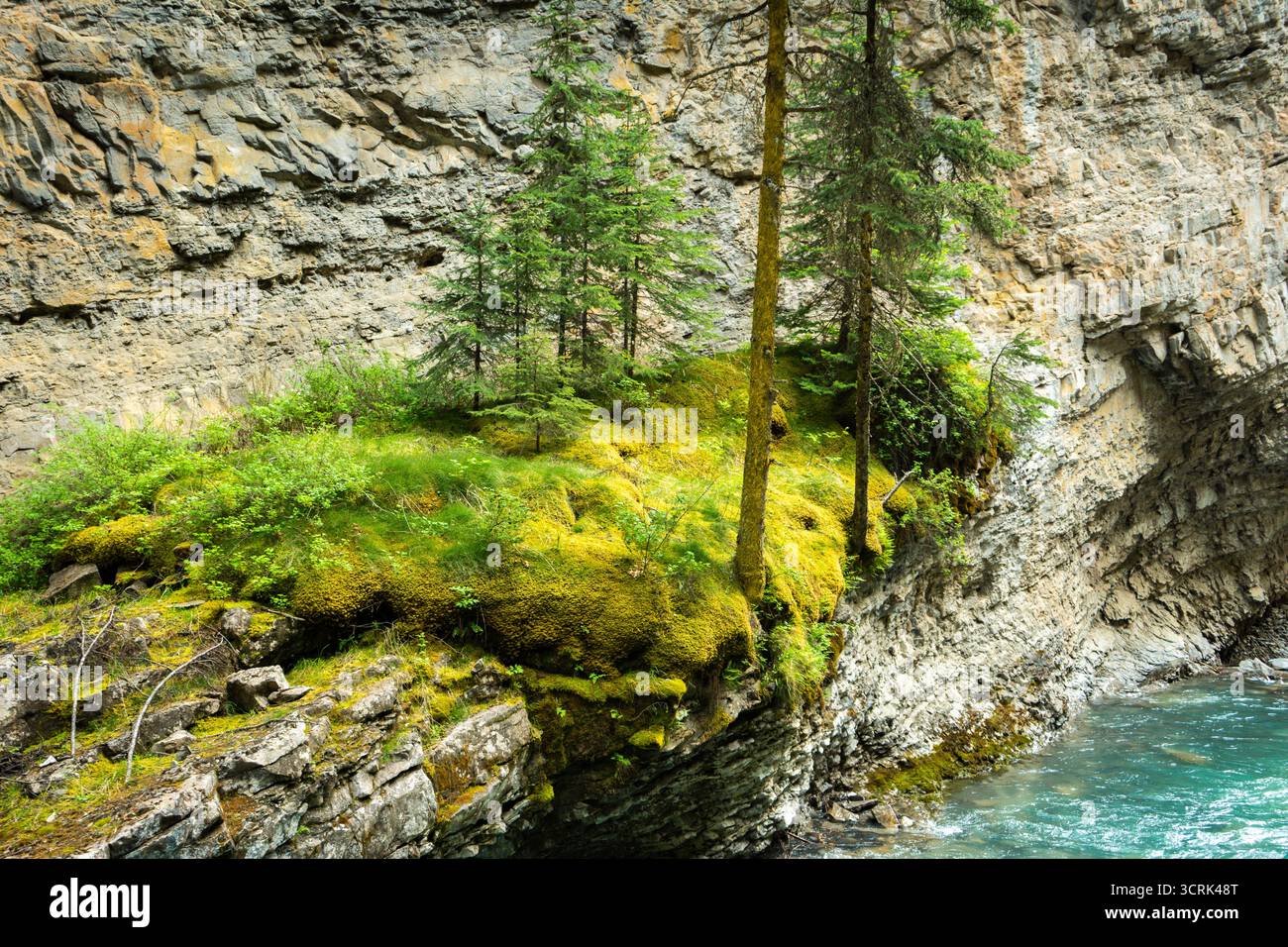 Verdant cliffside moss trees hi-res stock photography and images - Alamy