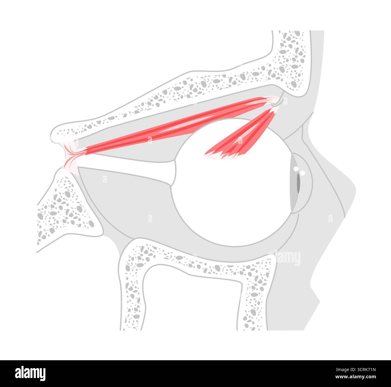 Extraocular muscle Stock Vector Images - Alamy