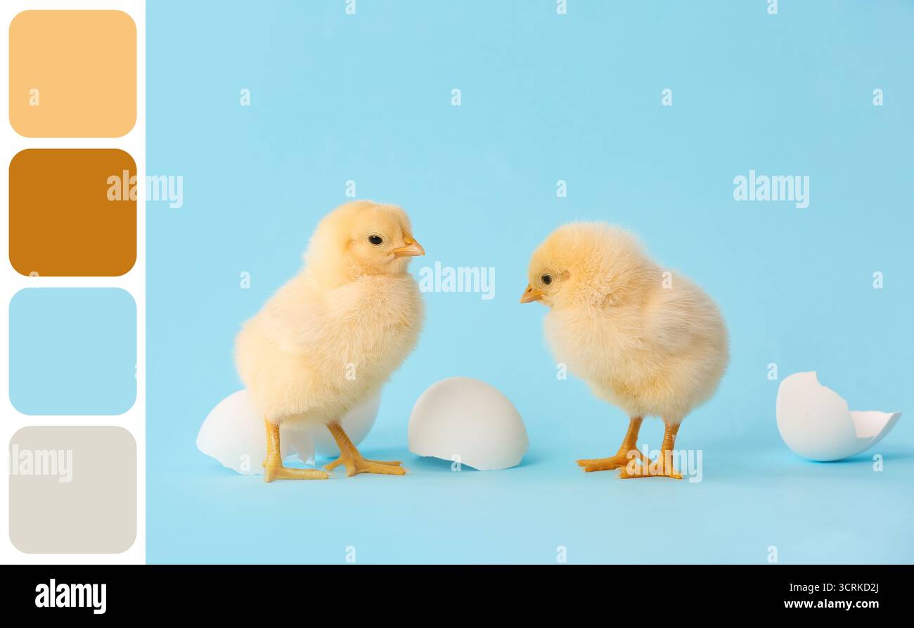 Cute little chicks on light blue background. Different color patterns Stock Photo