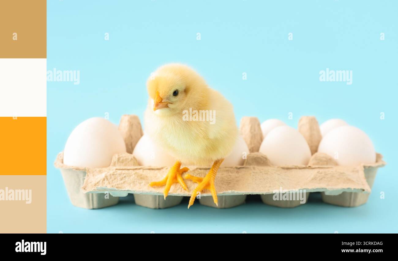 Cute little chick and eggs on light blue background. Different color patterns Stock Photo