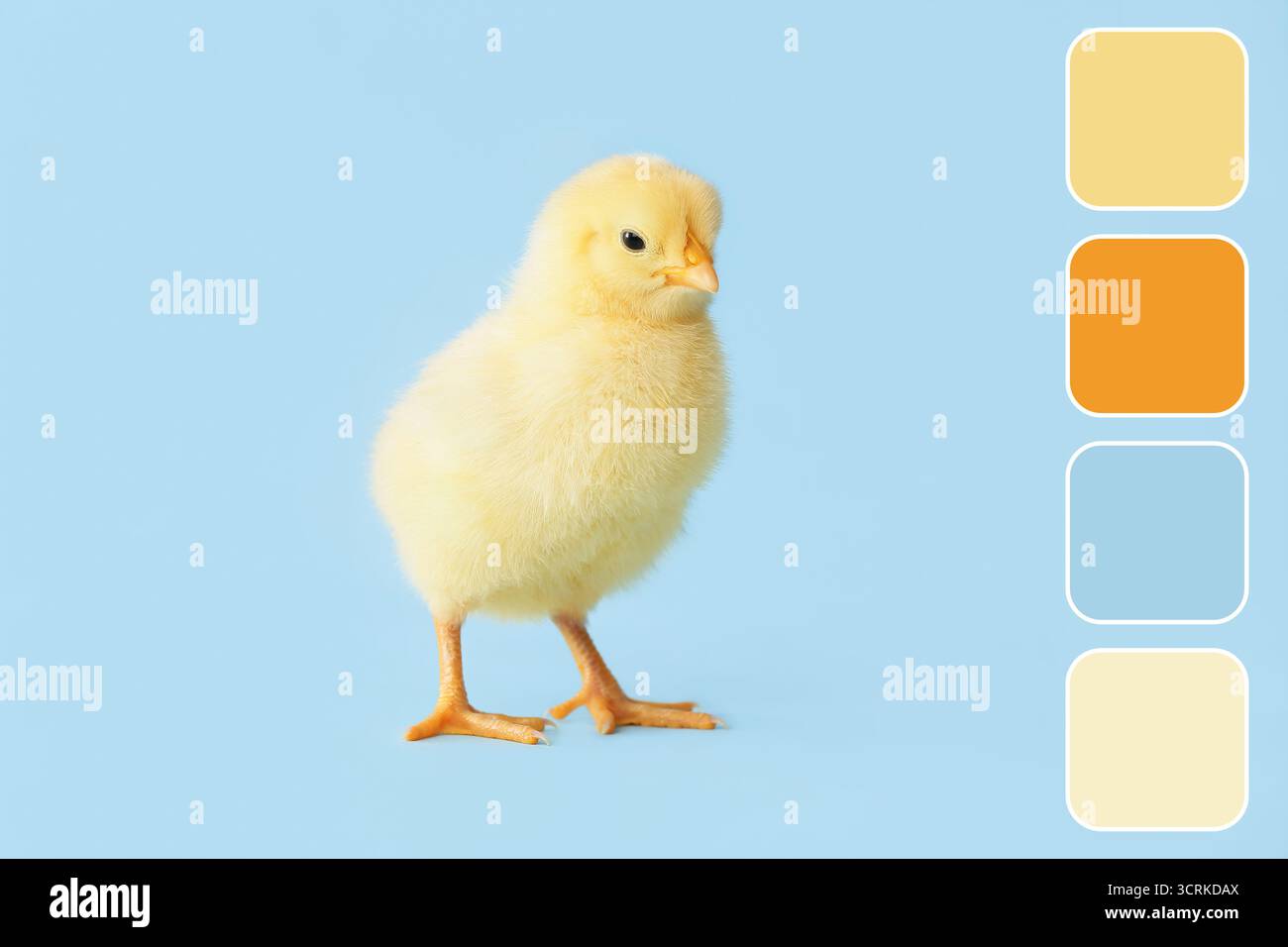 Cute little chick on light blue background. Different color patterns Stock Photo