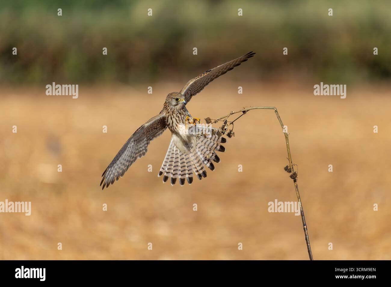 Raptor wings hi-res stock photography and images - Page 8 - Alamy