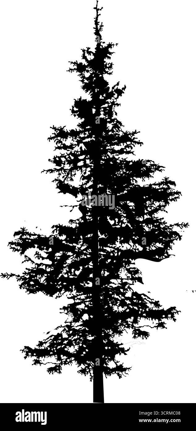 Pine tree silhouette isolated on white Stock Vector Image & Art - Alamy