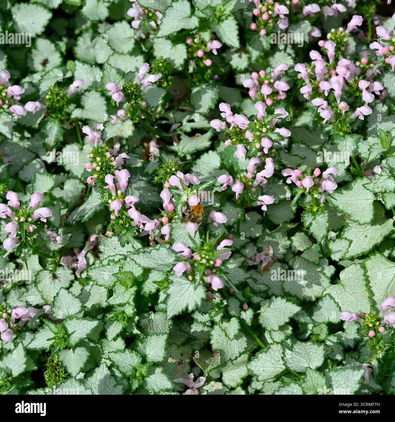 Silver and green summer foliage and pastel pink flowers of spotted