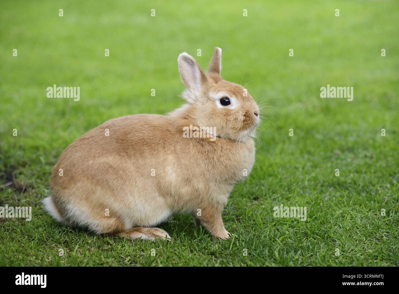 Dwarf rabbit (Oryctolagus cuniculus forma domestica) in a meadow, North ...