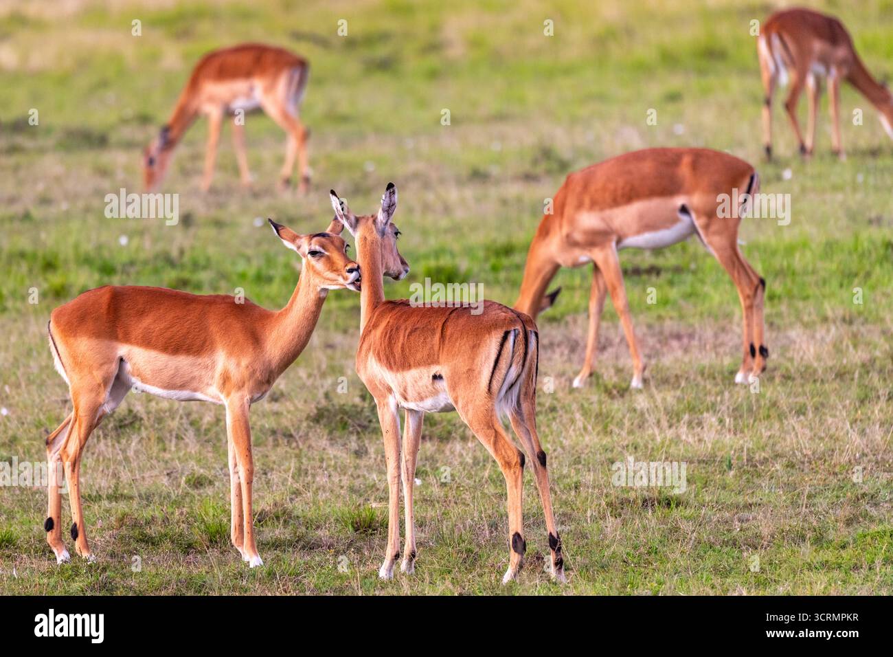 Gazelle grooming hi-res stock photography and images - Alamy