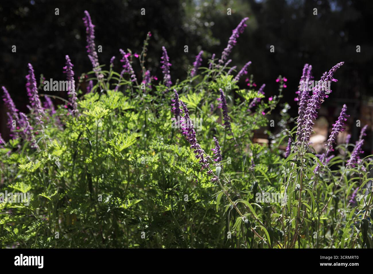 Wooly Sage, Woolly Sage or Wrinkle Leaved Sage, in Latin Salvia Lanigera Poir, a wild flowering plant of the Labiatae or Lamiaceae family. Stock Photo