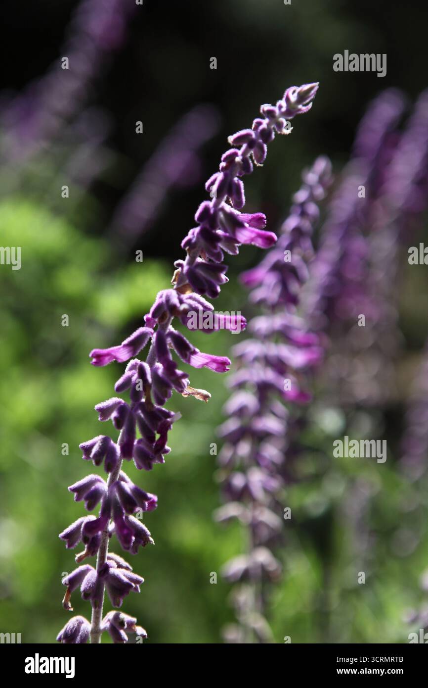 Wooly Sage, Woolly Sage or Wrinkle Leaved Sage, in Latin Salvia Lanigera Poir, a wild flowering plant of the Labiatae or Lamiaceae family. Stock Photo