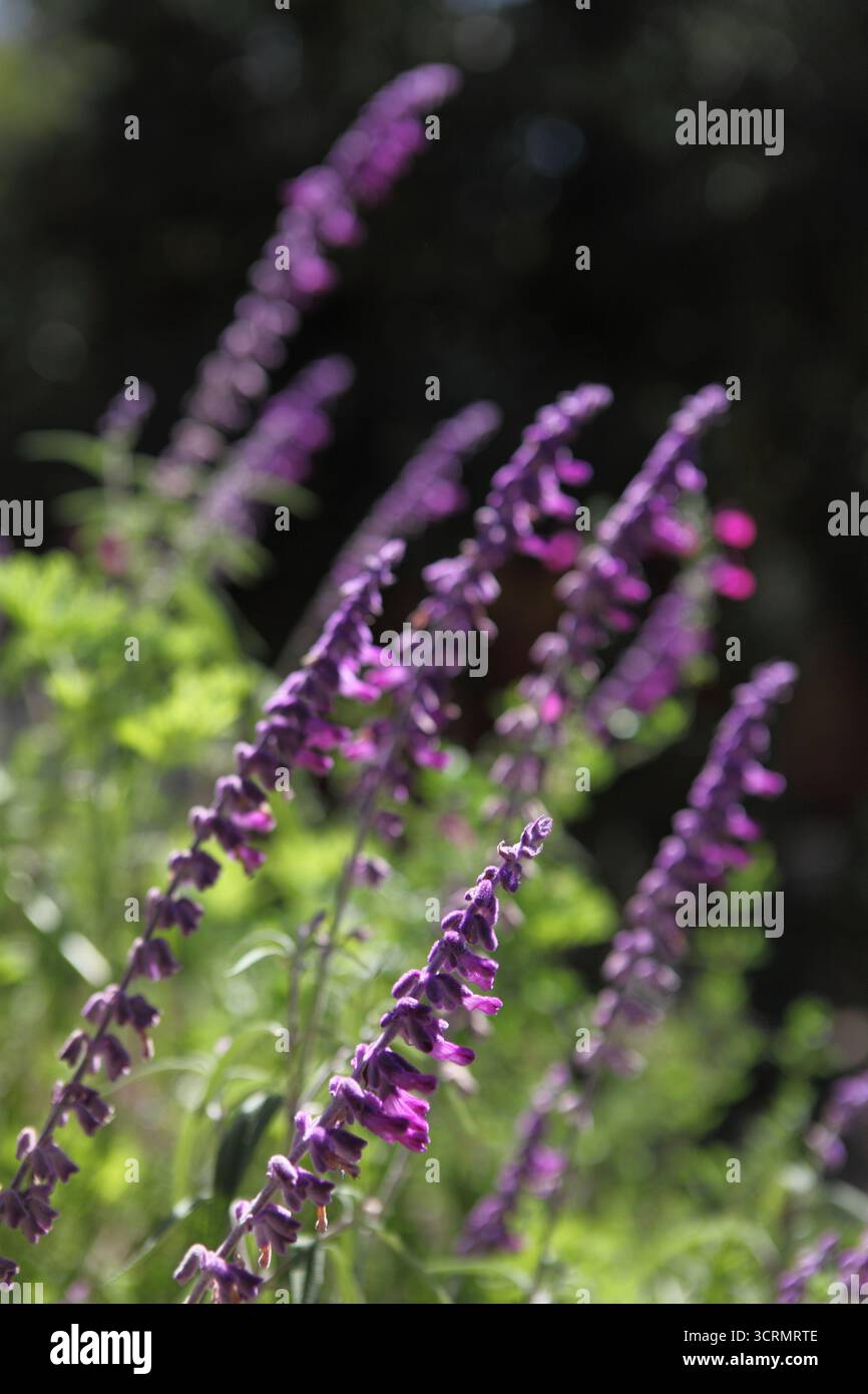 Labiatae lamiaceae family hi-res stock photography and images - Alamy