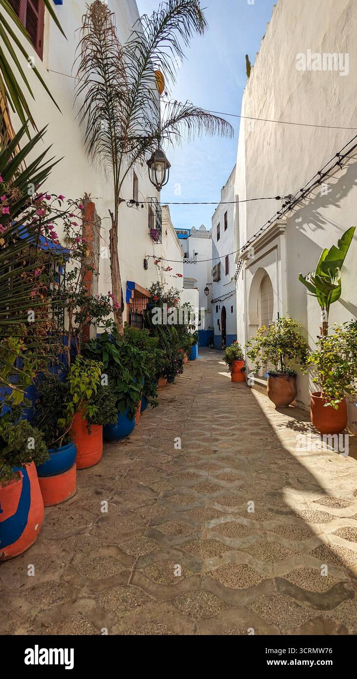 Picturesque narrow alleyway in Asilah, Morocco, lined with tall potted plants and bright whitewashed walls. - Smartphone Captured Stock Image