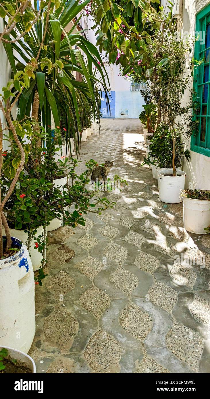 Quaint sunlit alley with whitewashed walls, potted plants, and a cat resting under leafy shade in a peaceful Mediterranean town - Smartphone Captured Stock Image