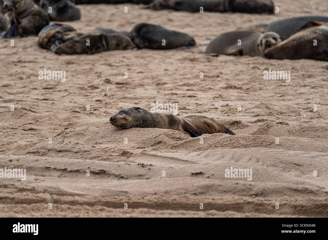 Close-up of a young Cape fur seal (Arctocephalus pusillus) resting on sandy beach, colony visible behind, Pelican Point near Swakopmund, Namibia. Stock Photo