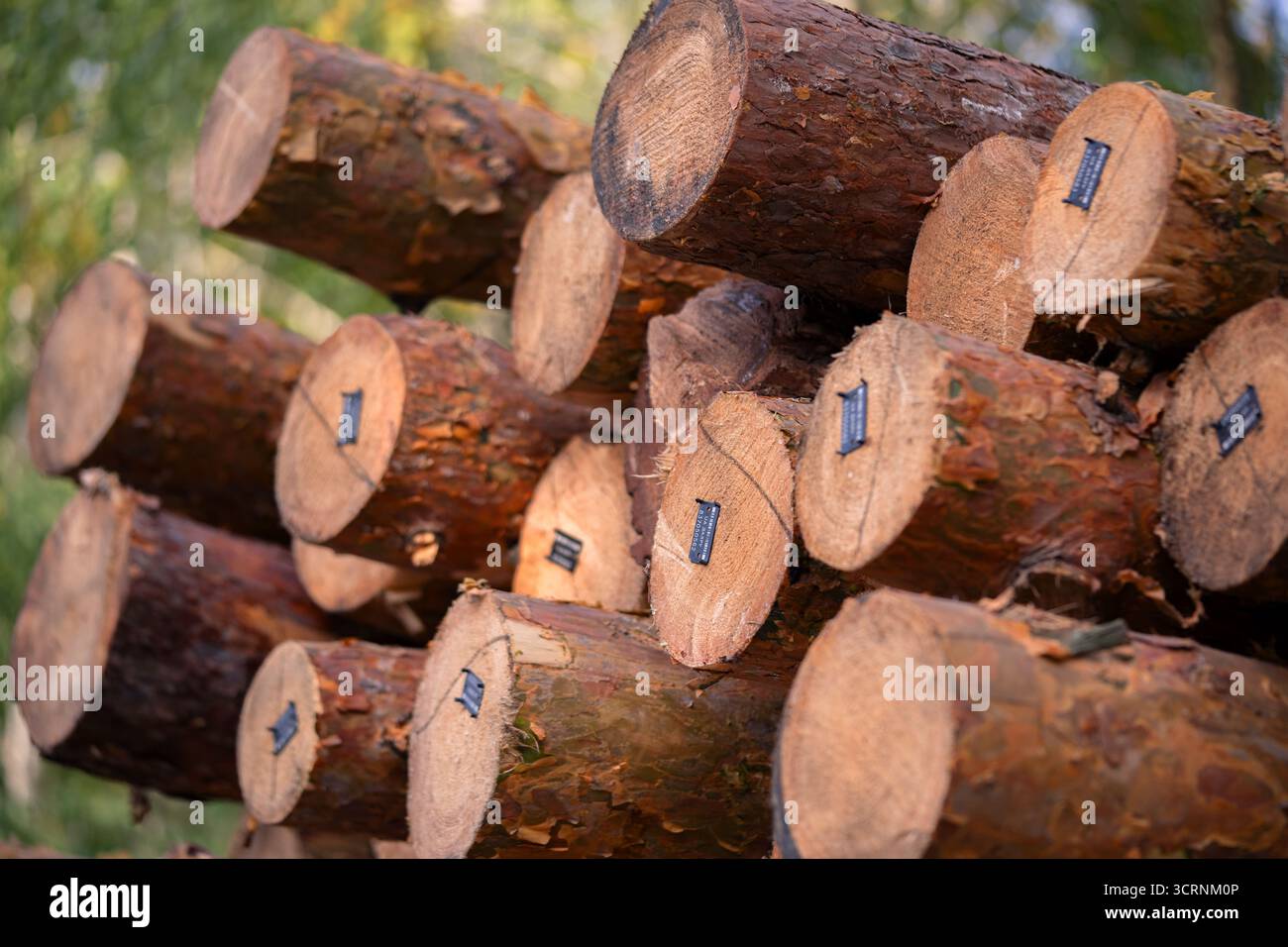A pile of freshly cut logs ready for processing, with a logging license sticker Stock Photo
