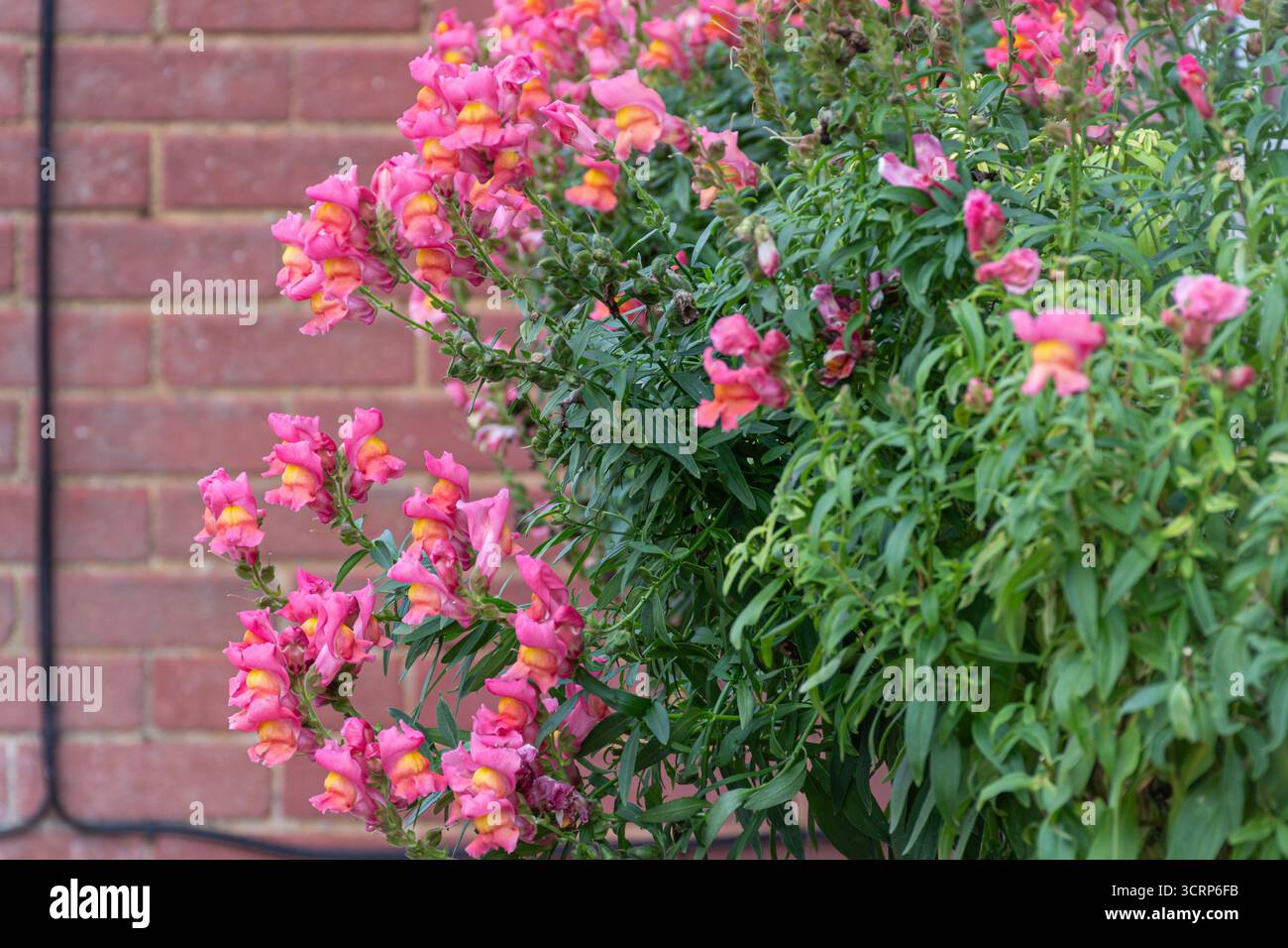 Pink antirrhinums in a hanging basket, colourful flowers in autumn, UK Stock Photo