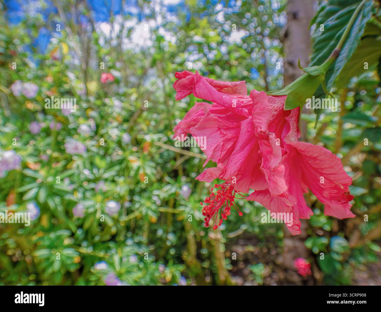 Hibiscus flower developed hi-res stock photography and images - Alamy