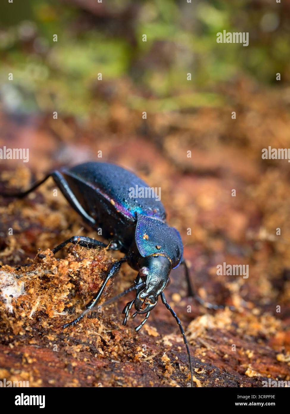 The violet ground beetle, or the rain beetle (Carabus violaceus). Side ...