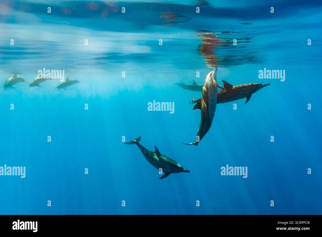 Watery environment hi-res stock photography and images - Alamy