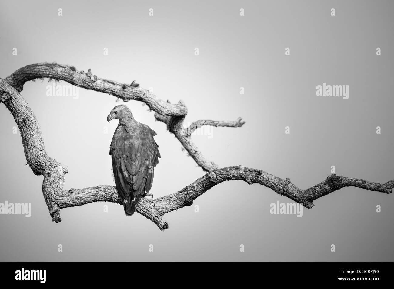 A juvenile white breasted sea eagle perched on a branch in the jungles of Yala, Sri Lanka. Stock Photo
