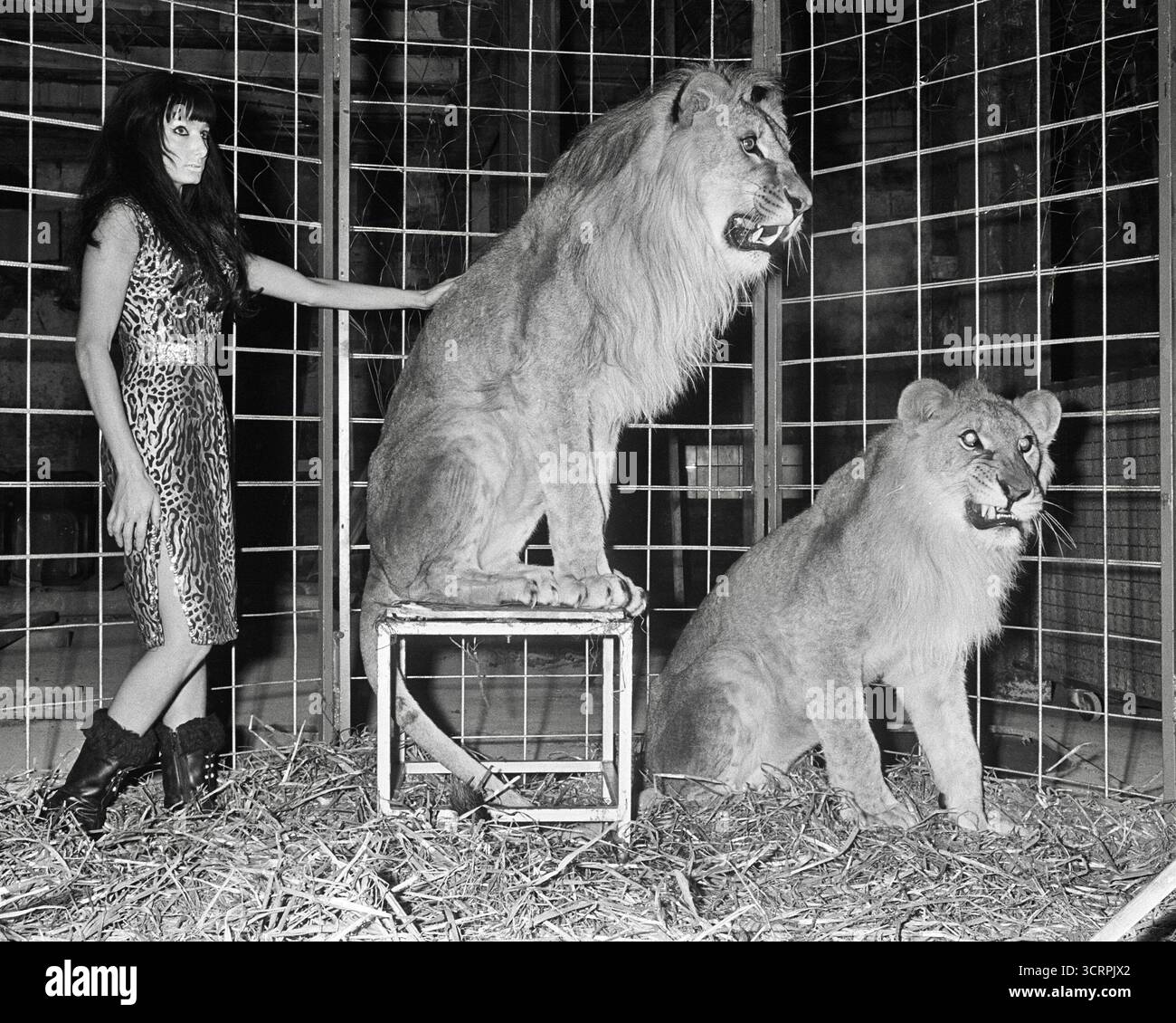 Burlesque Dancer named Cleopatra with two lions inside a cage. The image was taken in Amsterdam in 1967, at the Moulin Rouge cabaret. Stock Photo
