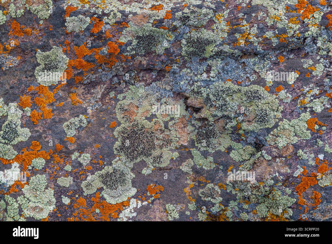 Colorful lichen covering sedimentary rock surface in outdoor setting ...