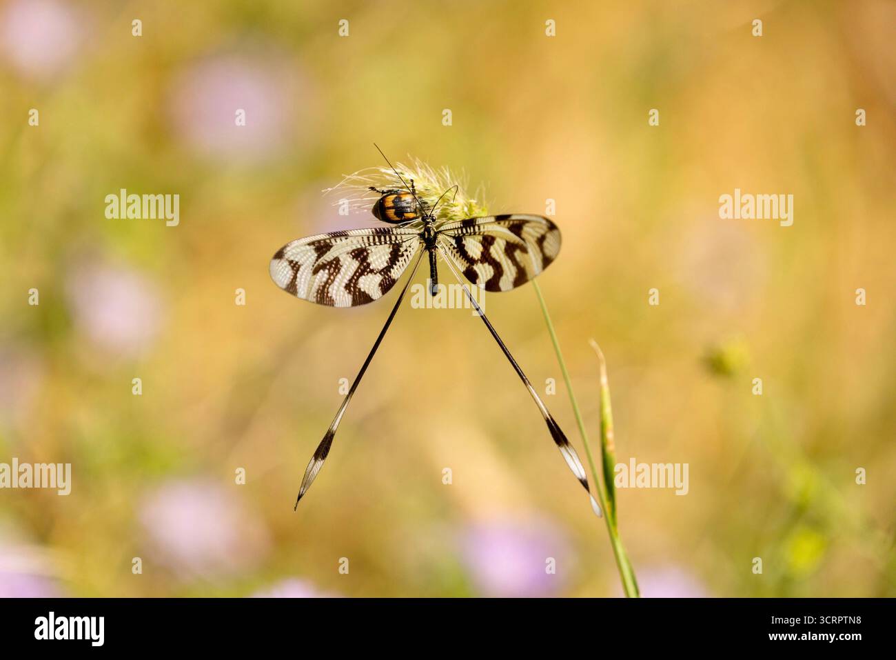 Spoonwing Lacewing - Nemoptera sinuata near Lake Kerkini Stock Photo