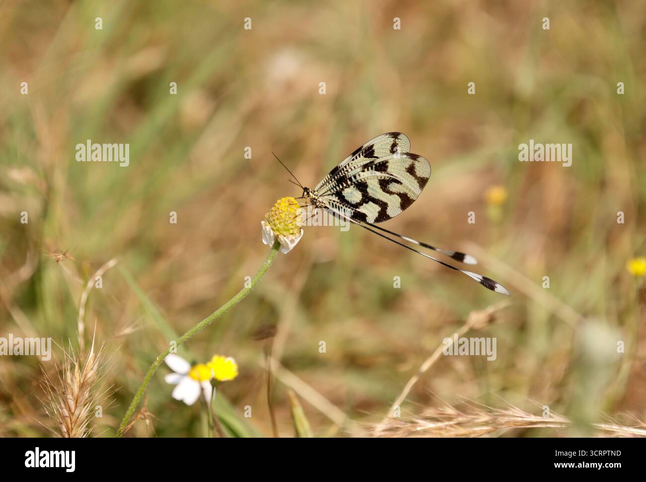 Spoonwing Lacewing - Nemoptera sinuata near Lake Kerkini Stock Photo