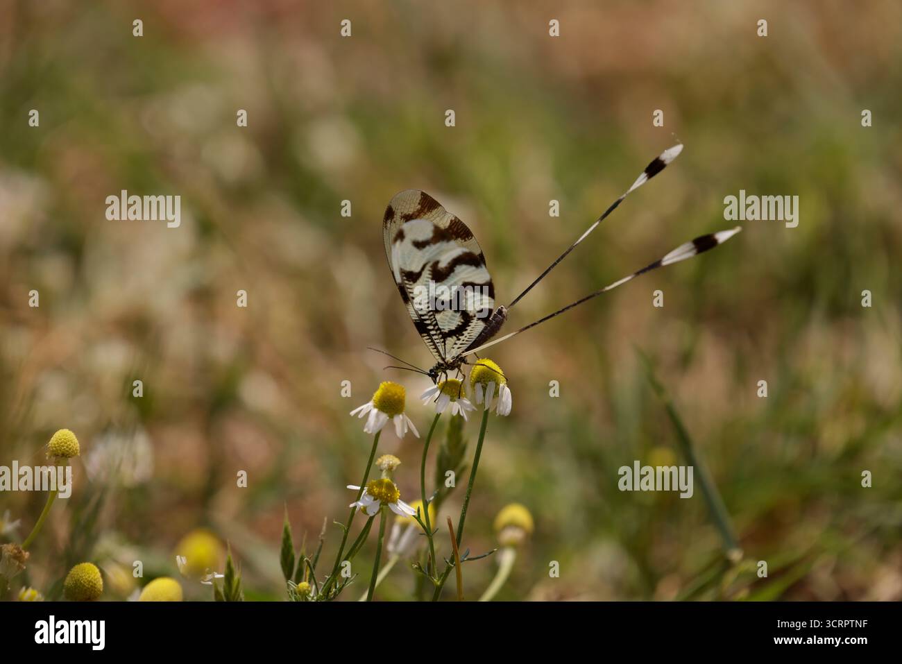Spoonwing Lacewing - Nemoptera sinuata near Lake Kerkini Stock Photo