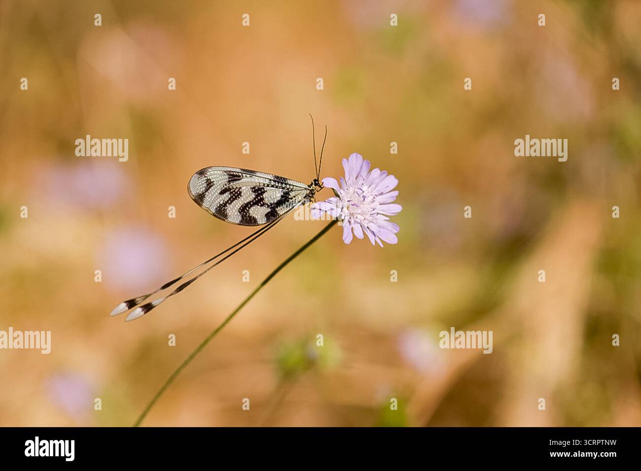Spoonwing Lacewing - Nemoptera sinuata near Lake Kerkini Stock Photo