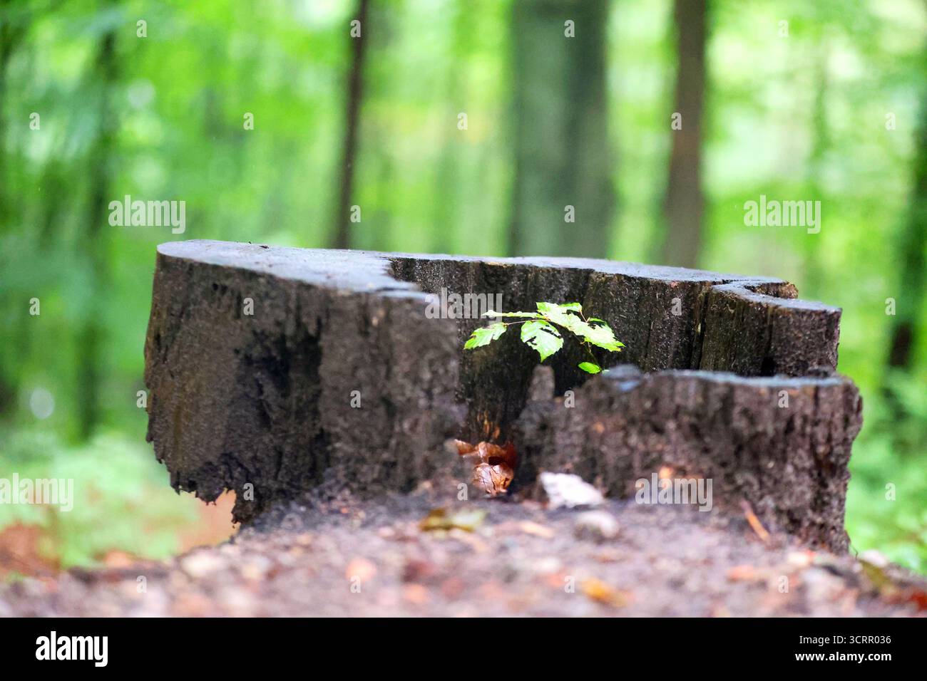 Woodland life cycle hi-res stock photography and images - Alamy