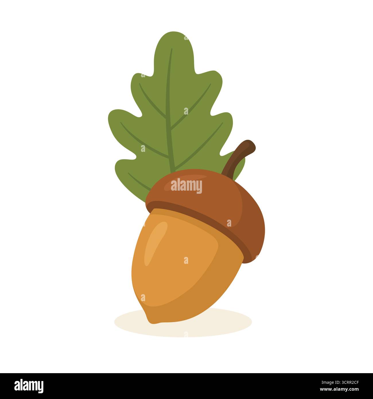 Acorn with green oak leaf illustration Stock Vector Image & Art - Alamy