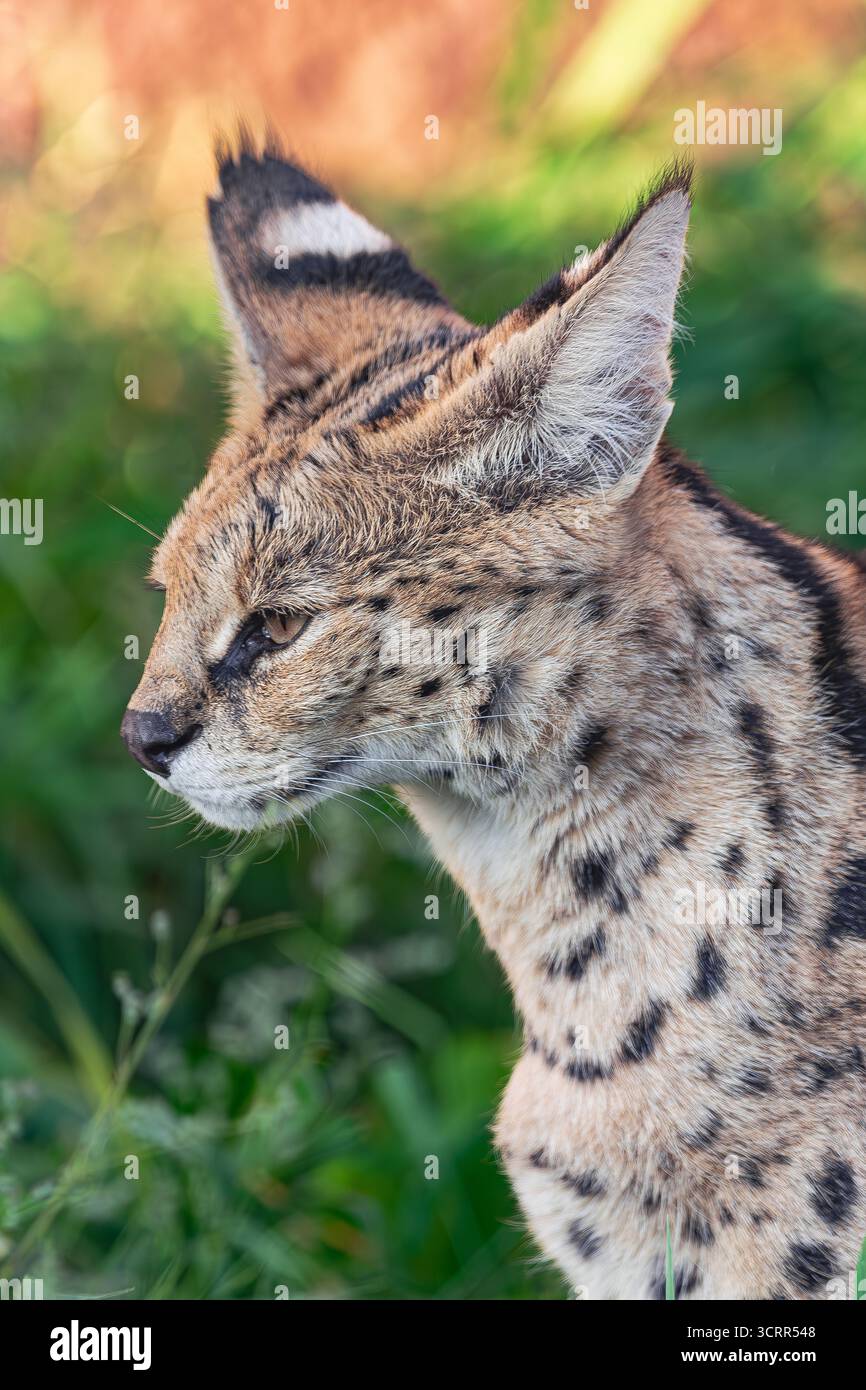 serval, (Leptailurus serval), side head portrait, close view, with vegetation background Stock Photo