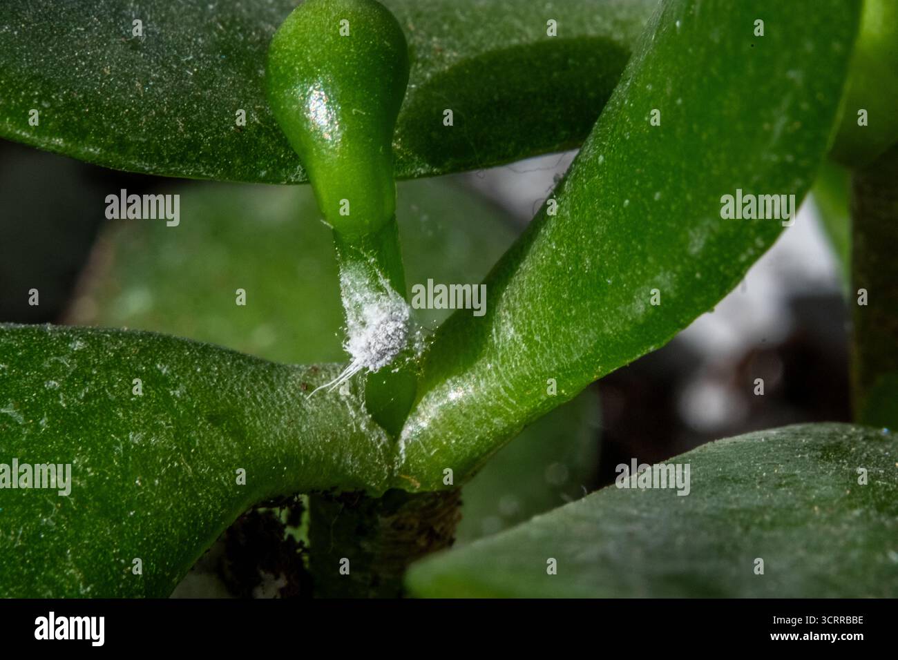 peace lily large Peace Lily Plant (Spathyphyllum) with Big Leaves — GIFTnPLANTS main image 0